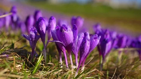 Purple flowers crocuses in spring move on the wind. Macro footage Stock Footage 73426298