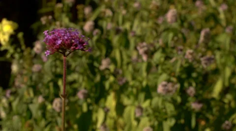 Purple Flowers Dancing In The Breeze Stock-Footage 36839910