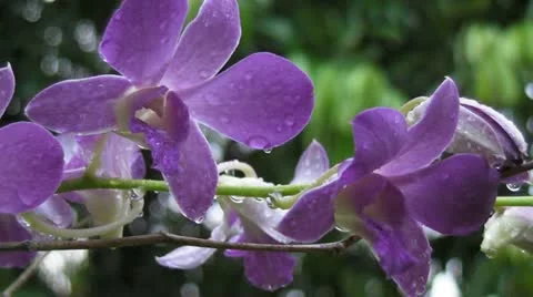 Purple Flowers with Dew Stock Footage 11252680