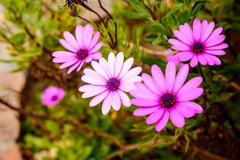 Purple flowers dimorphotheca up close in bright colors Stock Photos