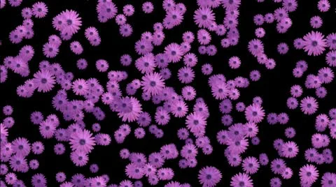 Purple flowers down Stock Footage 10610389