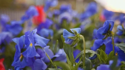 Purple flowers with drops of dew Stock Footage 74606111