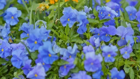 Purple flowers with drops of dew Stock Footage 75167493