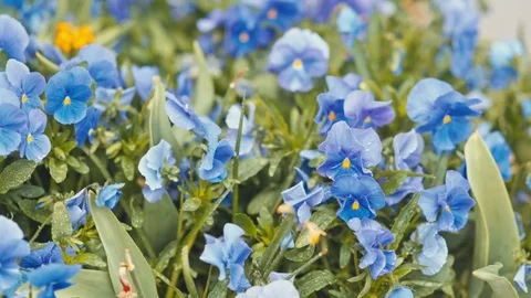 Purple flowers with drops of dew Stock Footage 75167783