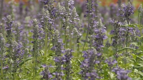 Purple flowers field Stock Footage 83091686