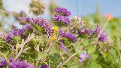 Purple flowers in the field Stock Footage 87807727