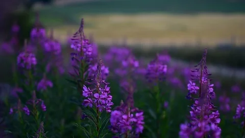 Purple flowers in a field Video stock 119520402