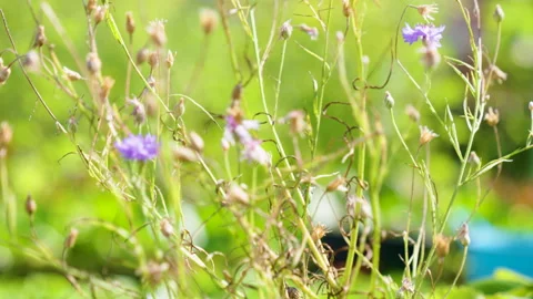 Purple Flowers In A Field Stock Footage 221836730