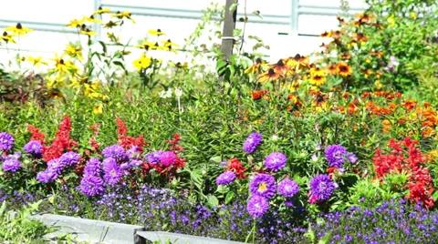 Purple flowers of flowerbed Stock Footage 30595146