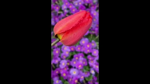 Purple flowers in a flowerbed Vídeos de archivo 334879955