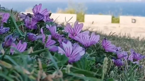 Purple flowers flutter in the strong wind Stock Footage 236256628