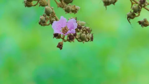 Purple flowers flutter in the wind. Lagerstroemia floribunda Jack  Stock Footage 255756400