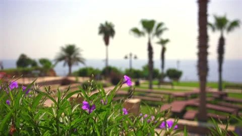 Purple Flowers In Focus With Palm Trees And Sea Backdrop Stock Footage 338409547