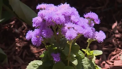 Purple flowers with focus pull Stock Footage