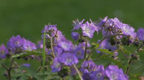 Purple flowers Stock Footage 112969