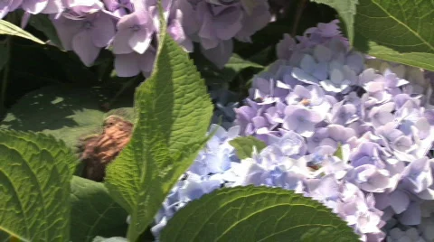 Purple Flowers Video stock 271405