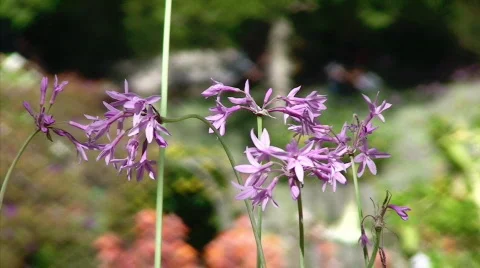 Purple Flowers Stock Footage 462730