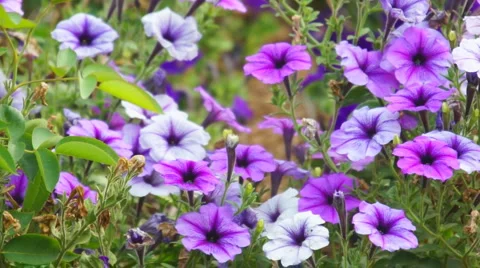 Purple Flowers Video stock 5993906