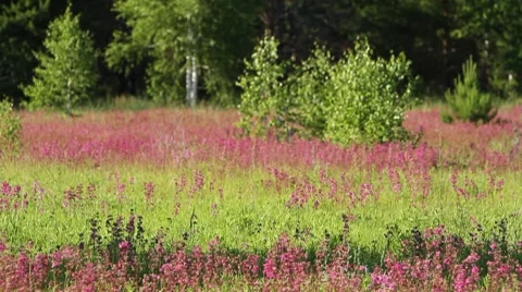 Purple flowers Stock Footage 8562543