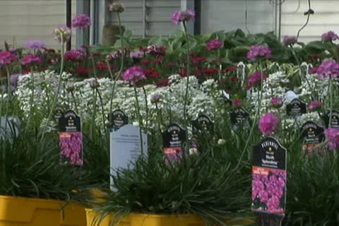 Purple Flowers Stock Footage 10708675