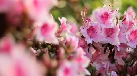 Purple Flowers Stock Footage 10911018