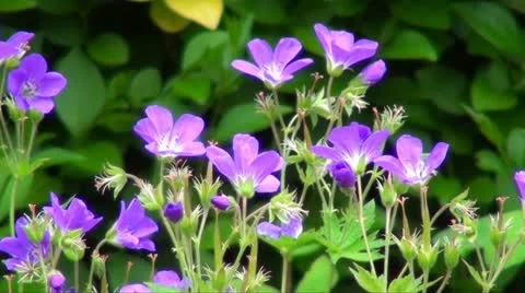 Purple flowers Stock Footage 11145169