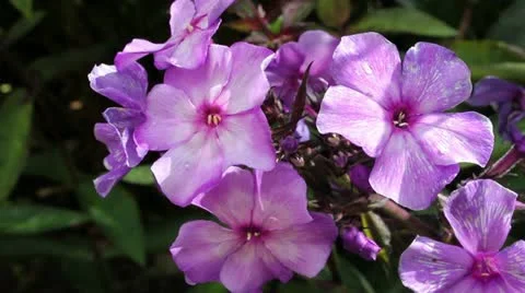 Purple flowers Video stock 11407671