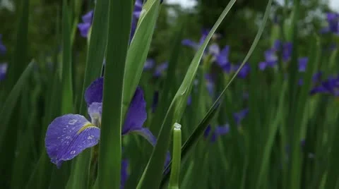 Purple Flowers Stock Footage 11880674