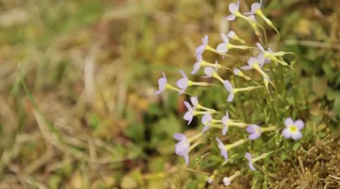 Purple Flowers Video stock 20496314