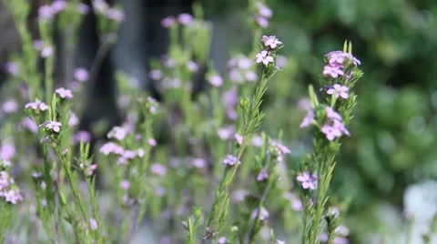 Purple flowers Stock Footage 21282170