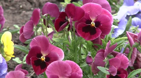 Purple flowers Vidéo 37253269