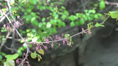 Purple flowers Video stock 37258797