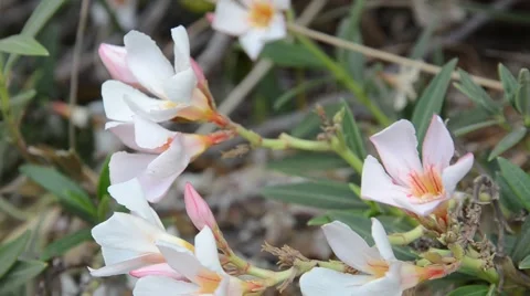 Purple flowers Stock Footage 39997345