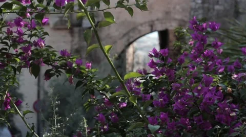Purple flowers Stock Footage 41305692