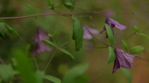 Purple flowers Stock Footage 41433518