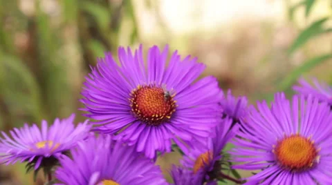 Purple Flowers Stock Footage 42126788