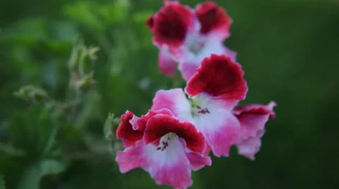 Purple Flowers Stock Footage 47393113