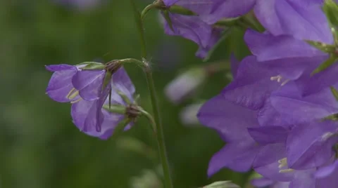 Purple Flowers Vídeo Stock 47817788