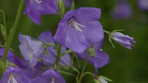 Purple Flowers Vídeos de archivo 47817973
