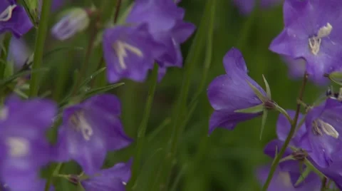 Purple Flowers Vídeo Stock 47817987