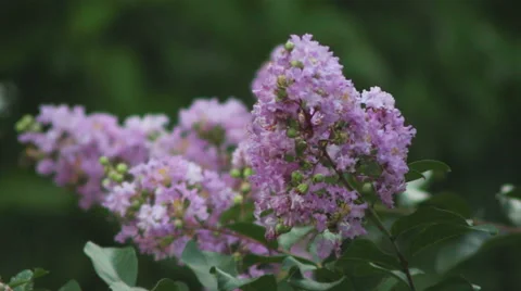 Purple Flowers Stock Footage 50940108