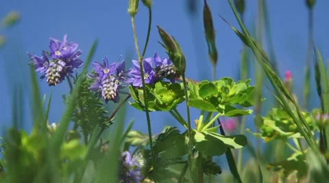 Purple Flowers Stock-Footage 52699714