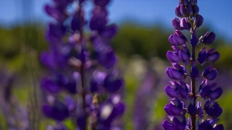 Purple Flowers Stock Footage 67461915