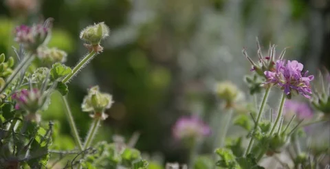 Purple Flowers Stock Footage 71315616