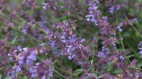 Purple Flowers Stock Footage 77344861
