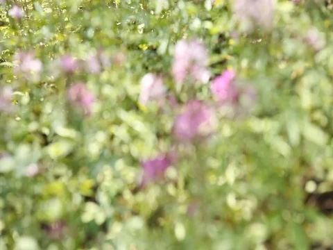 Purple Flowers Stock Footage 83433983
