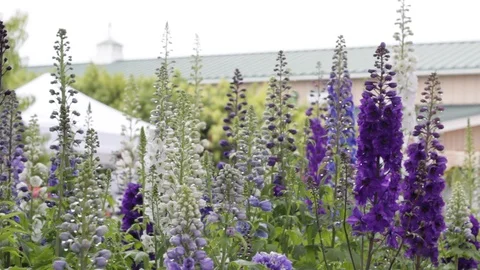 Purple Flowers Stock Footage 88633386