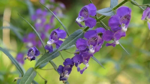 Purple flowers Stock Footage 90785932
