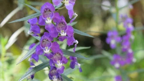 Purple flowers Stock Footage 90785986