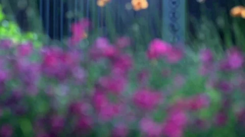 Purple Flowers Stock Footage 98678516